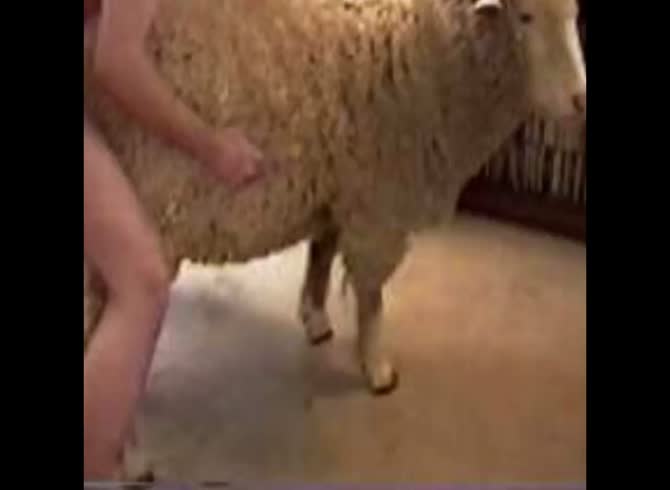 Girl Fucks Sheep Porn Telegraph